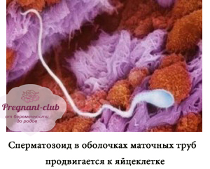 Сперматозоид в оболочках маточных труб