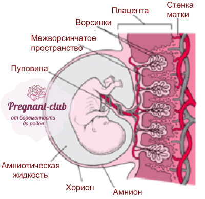 структура матки при беременности
