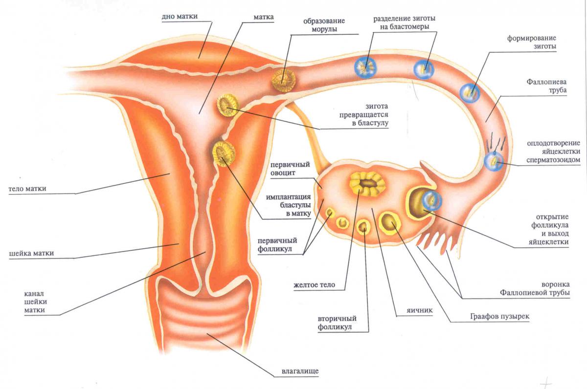 строение половых органов женщины