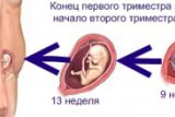Беременность и ее развитие по неделям и триместрам
