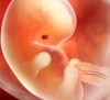 Эмбрион на 6-7 неделе