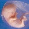 Развитие эмбриона в первом триместре